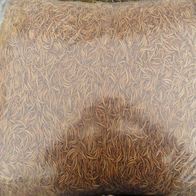 mealworms for sale.jpg